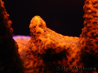 Montipora digitata rouge pousse rouge S