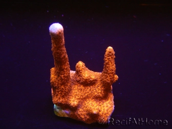 Montipora digitata rouge pousse rouge S