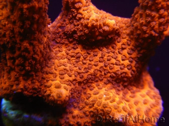 Montipora digitata rouge pousse rouge S