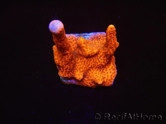 Montipora digitata rouge pousse rouge S