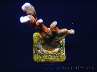 Montipora digitata Bubble Gum