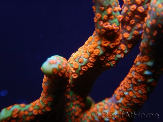 Montipora digitata Bubble Gum