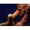 Montipora digitata Bubble Gum