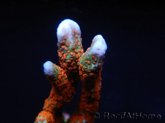 Montipora digitata Bubble Gum