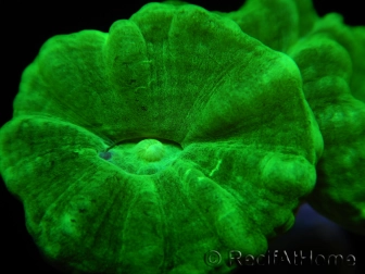 Caulastrea curvata jaune fluo S