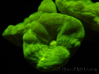 Caulastrea curvata jaune fluo S