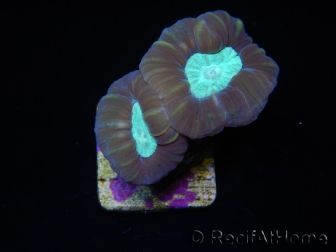 Caulastrea echinulata S