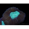 Caulastrea echinulata S