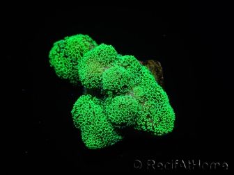 Stylophora Pistillata Green fluo S