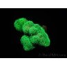 Stylophora Pistillata Green fluo S