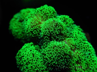 Stylophora Pistillata Green fluo S