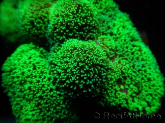 Stylophora Pistillata Green fluo S