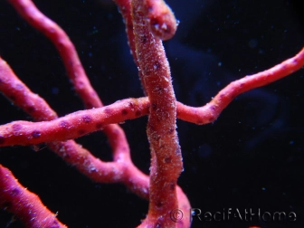 Diodogorgia nodulifera Doigt Rouge Caraibes