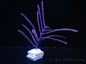 Pseudopterogorgia elizabethii Violette froufrous Caraibes