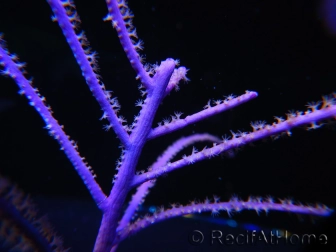 Pseudopterogorgia elizabethii Violette froufrous Caraibes