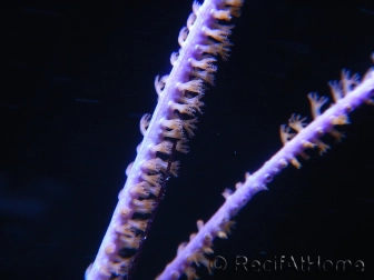 Pseudopterogorgia bipinnata S Violette plumes Caraibes 