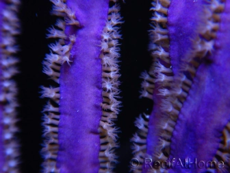 Pseudopterogorgia spp Violette Willow/Ribbon Caraibes