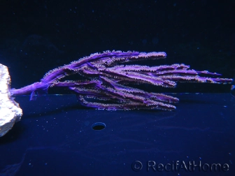 Pseudopterogorgia spp Violette Willow/Ribbon Caraibes