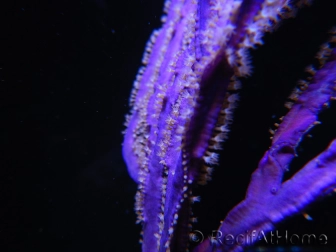 Pseudopterogorgia spp Violette Willow/Ribbon Caraibes