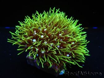 Pachyclavularia viridis pointes vertes fluo S