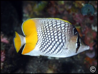 Chaetodon xanthurus