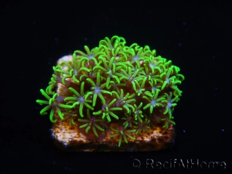 WYSIWYG Pachyclavularia  fluo 1 XS (1.5 cm)