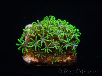 WYSIWYG Pachyclavularia  fluo 1 XS (1.5 cm)