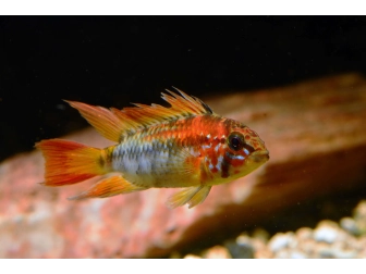 Apistogramma viejita