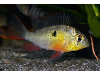 Papiliochromis altispinosa XL