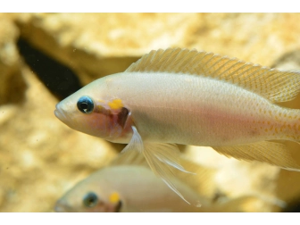 Neolamprologus brichardi 3-4cm