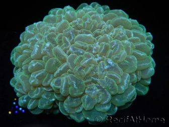 WYSIWYG Plerogyra sinuosa ULTRA green toxic (15 cm)