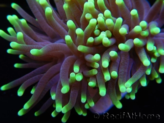 Euphyllia glabrescens Green tips Australie