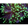 Euphyllia glabrescens Green tips Australie