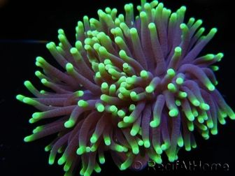 Euphyllia glabrescens Green tips Australie