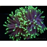 Euphyllia glabrescens Green tips Australie