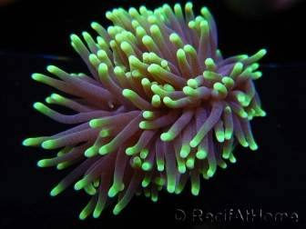 Euphyllia glabrescens Green tips Australie