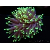 Euphyllia glabrescens Green tips Australie