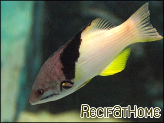 Bodianus mesothorax