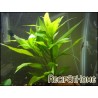 Hygrophila selection