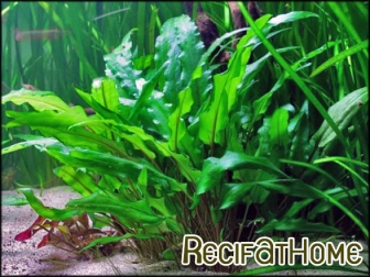 Cryptocoryne WENDTII