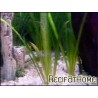 vallisneria