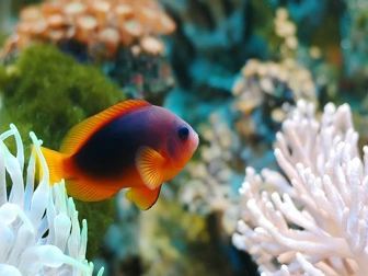 Amphiprion ephippium