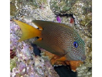 Ctenochaetus strigosus Bleu Eye