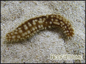 Holothuria Hilla