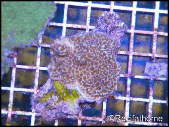 Montipora undata violet S