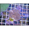 Montipora undata violet S