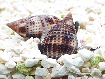 Nassarius distortus