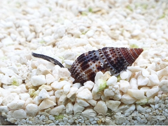 Nassarius distortus