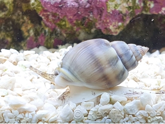 Nassarius coronatus