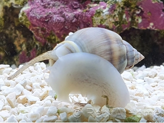 Nassarius coronatus